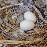 Jaja golubova: kako izgledaju, jedu li, koliko su teška